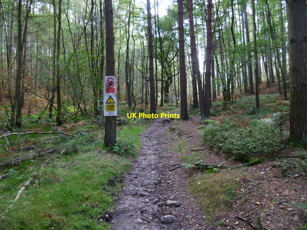 Photo 6"x4" Forestry notices in Winterfold Wood Farley Green\/TQ0645 c2011