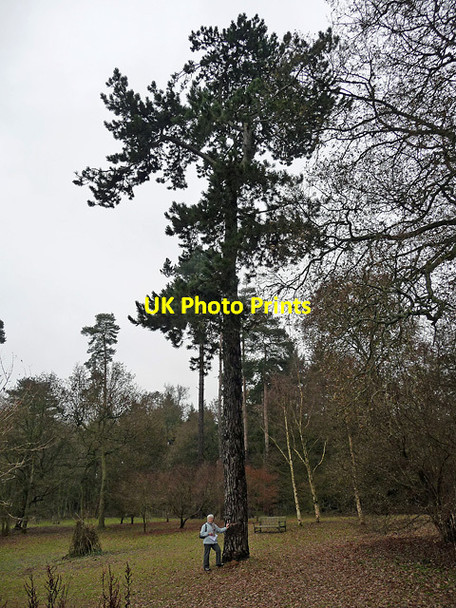 Photo 6"x4" Corsican pine near Hascombe Thorncombe Street c2010