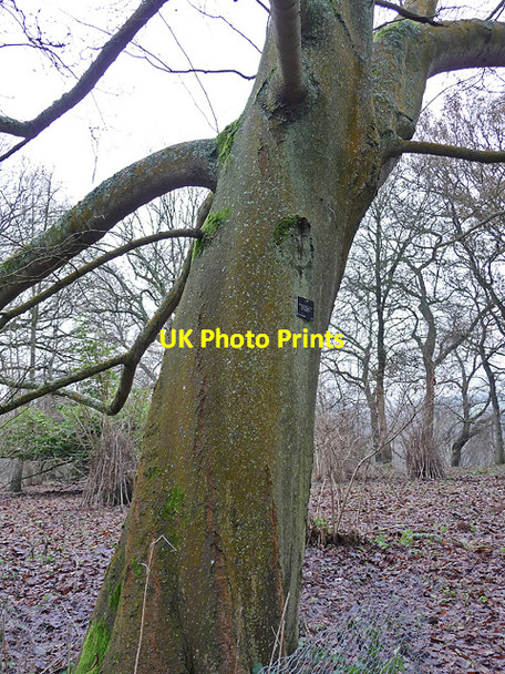 Photo 6"x4" Magnolia salicifolia near Hascombe Thorncombe Street c2010