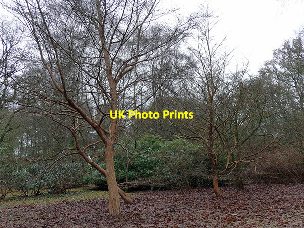 Photo 6"x4" Stewartia sinensis near Hascombe Thorncombe Street c2010