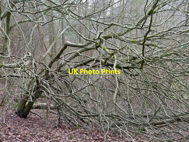 Photo 6"x4" Tree near Hascombe Thorncombe Street c2010