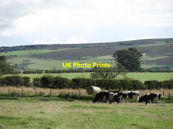 Photo 6"x4" Friesian heifers, East Fenton Fenton\/NT9733 c2011