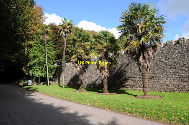 Photo 6"x4" Palm trees at Lamphey Lamphey c2011