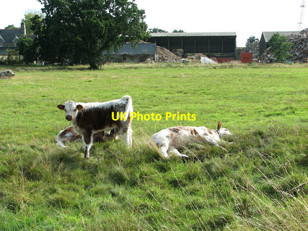 Photo 6"x4" Calves resting on North Runcton Common North Runcton c2011