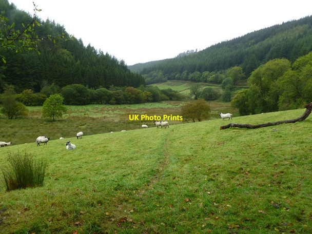 Photo 6"x4" Coed Lloft-y-bardd, sheep grazing Beulah\/SN9251 c2011
