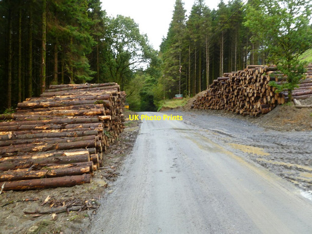 Photo 6"x4" Trallwm, timber Abergwesyn c2011