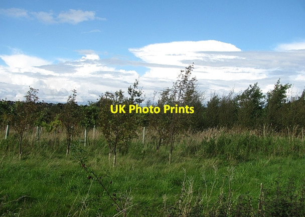 Photo 6"x4" Woodland, Wooler Wooler c2011