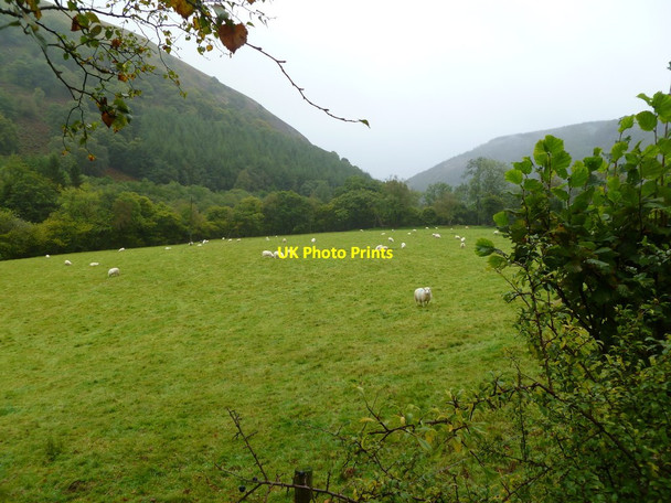 Photo 6"x4" Cwm Irfon, sheep grazing Cwm Irfon c2011