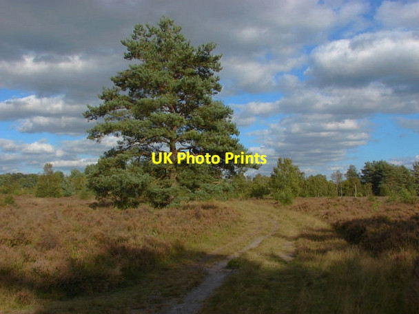 Photo 6"x4" Brentmoor Heath Donkey Town c2011