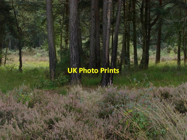 Photo 6"x4" Brentmoor Heath Donkey Town c2011 P1