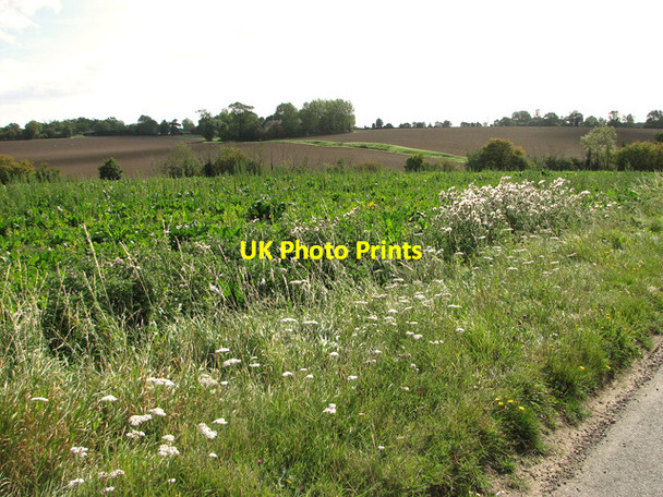 Photo 6"x4" Sugar beet crop, Denham Heckfield Green c2011