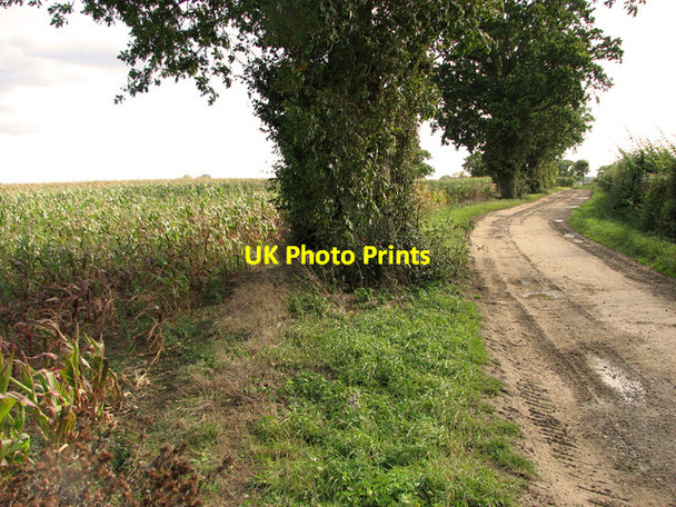 Photo 6"x4" A field of maize beside farm track, Weybread Upper Weybread c2011