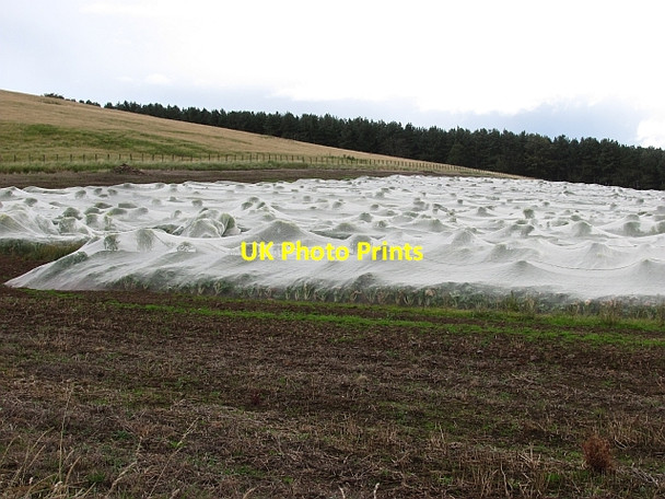 Photo 6"x4" Brassica crop, Flodden Edge West Flodden c2011