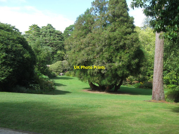 Photo 6"x4" Trelissick Gardens, Cornwall Trelissick\/SW8339 c2011