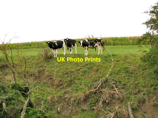 Photo 6"x4" Cattle grazing by Dale Bridge, Weybread Earsham Street c2011