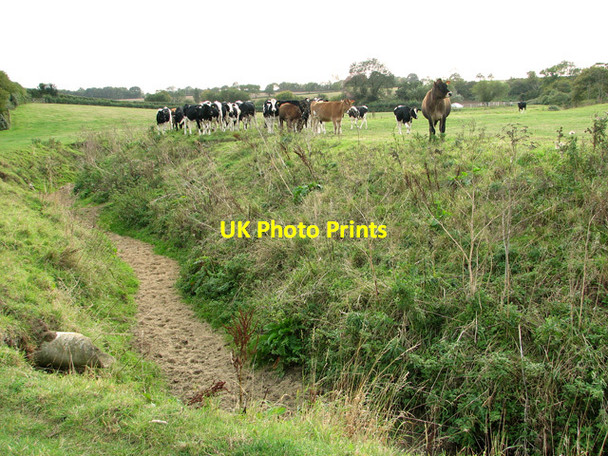 Photo 6"x4" Cattle by Dale Bridge, Weybread Earsham Street c2011