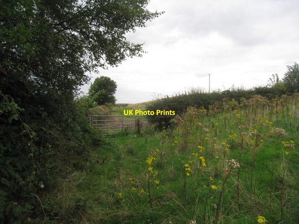 Photo 6"x4" The Delamere Way at Birch Hill (2) Manley Common c2011
