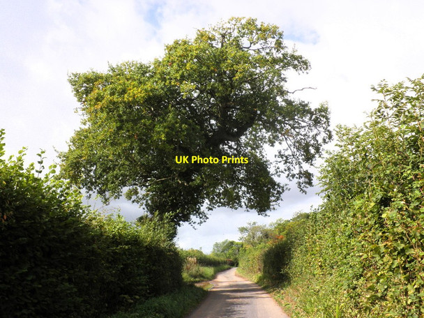 Photo 6"x4" Wayside tree on the lane to Stolford Bridge Middle Stoford c2011