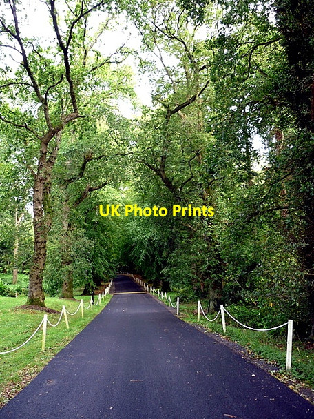 Photo 6"x4" The tunnel of overarching trees, a feature of the entrance road to the Park Hotel, Virginia Virginia\/N6087 c2011