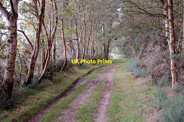 Photo 6"x4" Dere Street by Stubcross Plantation Crailing c2011