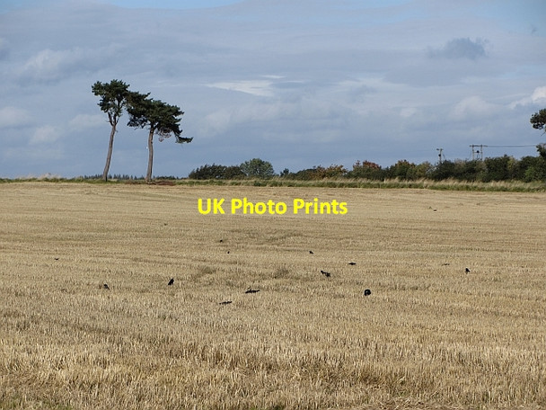 Photo 6"x4" Stubble near Bonnyrigg Bonnyrigg c2011