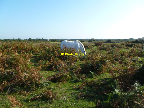 Photo 6"x4" Blackwell Common, pony Blackfield c2011