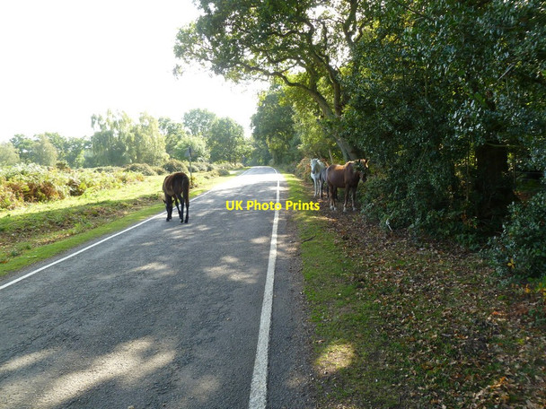 Photo 6"x4" Blackwell Common, jaywalking ponies Exbury c2011