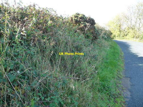 Photo 6"x4" Blackberry hedgerow, Pool Hill Lane Nether End\/SE2407 c2011