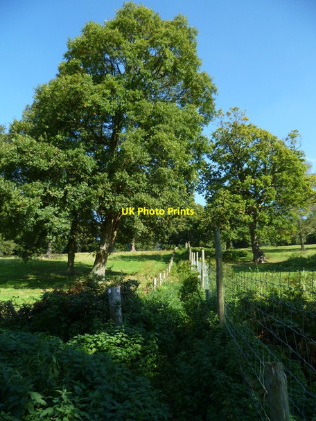Photo 6"x4" Footpath junction on Reelhall Hill Norley Common c2011