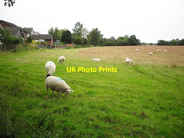 Photo 6"x4" Sheep in a field behind Ghyll Road Scotby c2011