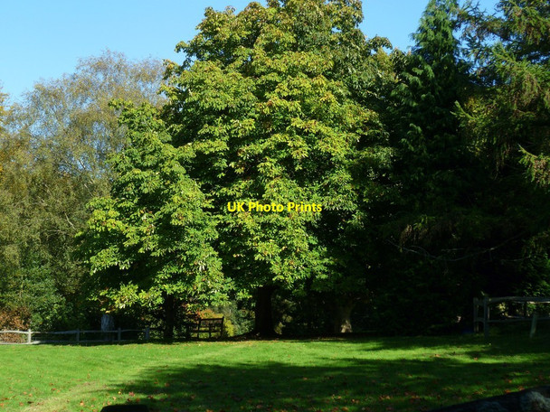 Photo 6"x4" Seat beneath tree seen from footpath Lordshill Common c2011
