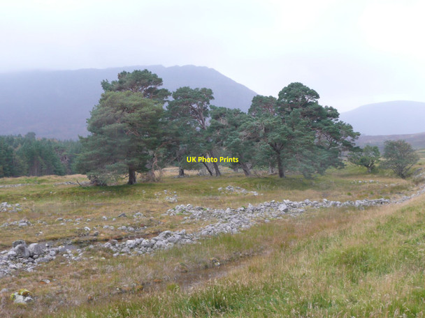 Photo 6"x4" A fine group of Scots Pine trees Bridge of Gaur c2011