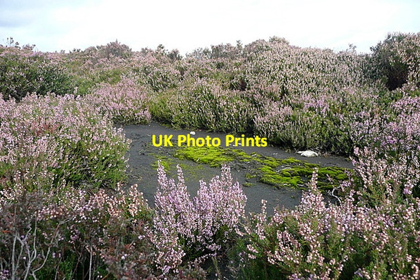 Photo 6"x4" Wheeldale Moor Rutmoor Beck c2011