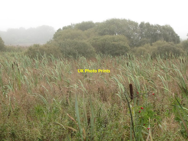 Photo 6"x4" The Ballynewport Bog Downpatrick c2011