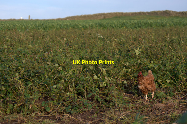 Photo 6"x4" Free range chicken in a tattie rig at Clivocast Clivocast c2011