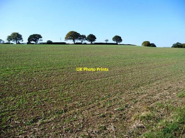 Photo 6"x4" Hill top trees Raw Green c2011