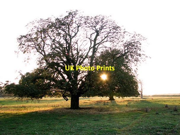 Photo 6"x4" Horse chestnut trees in sheep pasture, Asgarby Asgarby\/TF1145 c2011