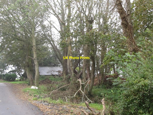 Photo 6"x4" A woodland area alongside the Corbally Road Downpatrick c2011