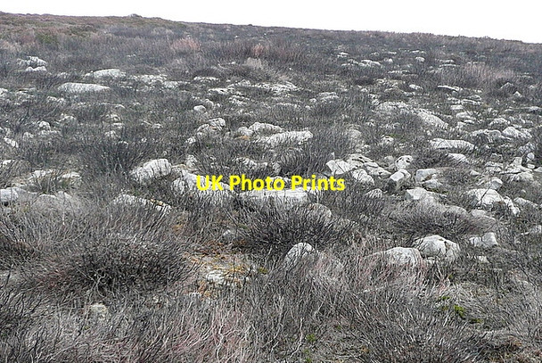 Photo 6"x4" Black Moor Black Moor Rigg c2011