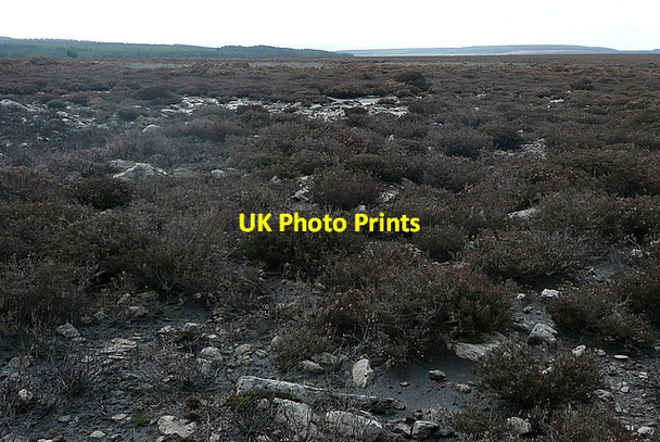 Photo 6"x4" Black Moor Black Moor Rigg c2011 P1