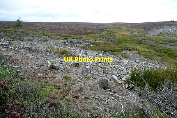 Photo 6"x4" The corner of Wheeldale Plantation Blue Man-i'-th'-Moss (Standing Stone) c2011