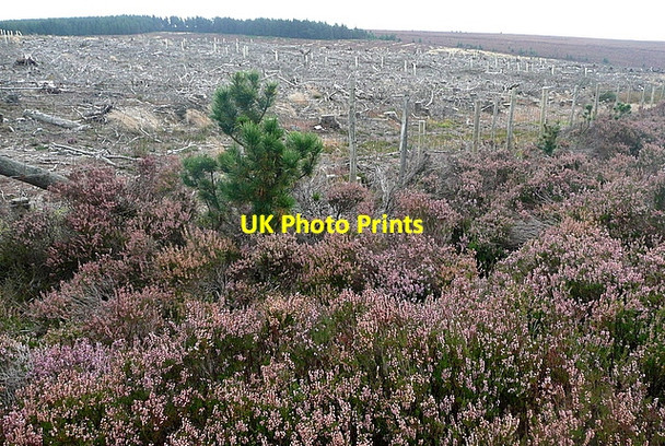 Photo 6"x4" The corner of Wheeldale Plantation North York Moors National Park c2011