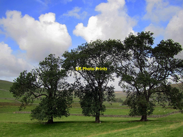 Photo 6"x4" Three ash trees by Newshot Gill Halton Gill c2011