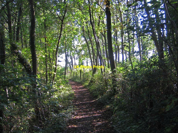 Photo 6"x4" Footpath through Bishop Hagg Wood Appleton-le-Moors c2011