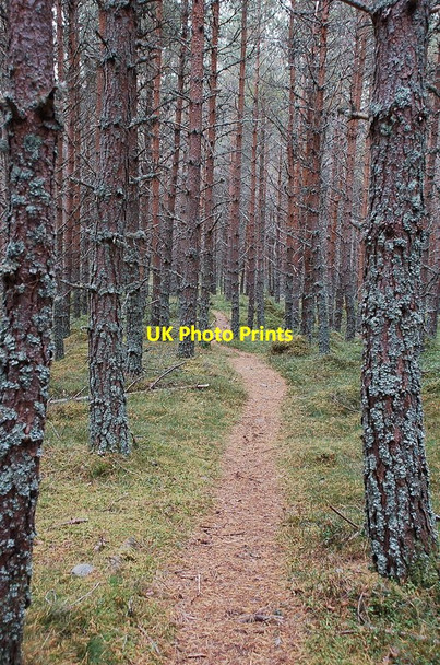 Photo 6"x4" Path through the trees, Glen Feshie Carnachuin c2011