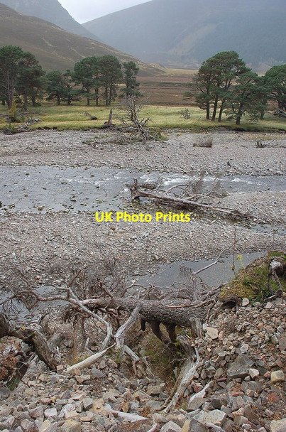 Photo 6"x4" Fallen pines on the banks of the Feshie Carnachuin c2011