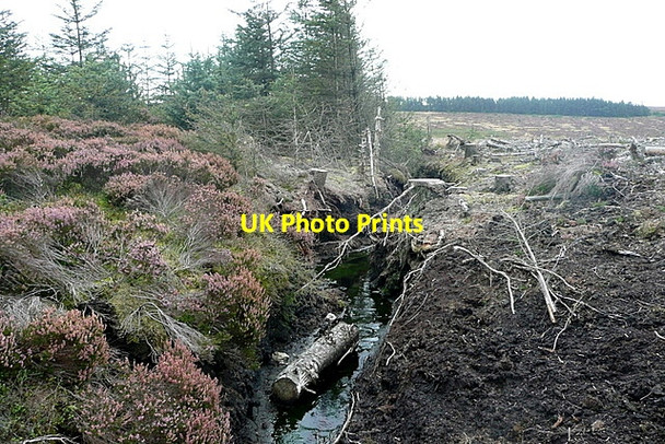 Photo 6"x4" Wheeldale Plantation Blue Man-i'-th'-Moss (Standing Stone) c2011