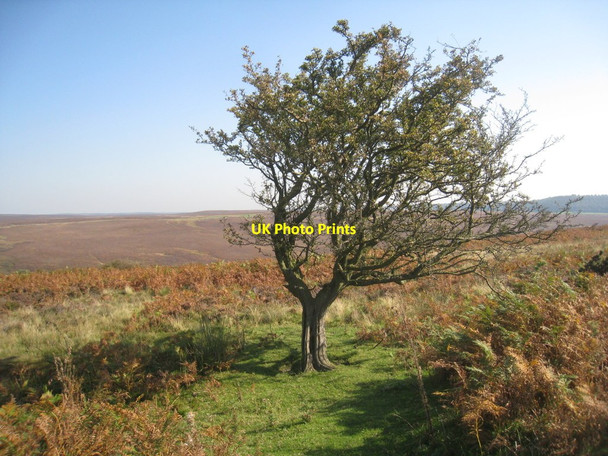 Photo 6"x4" Lone hawthorn Lowna c2011