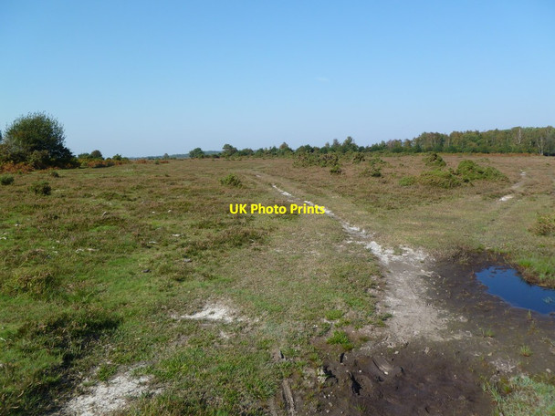 Photo 6"x4" Holmsley Walk, track Thorney Hill\/SZ2099 c2011