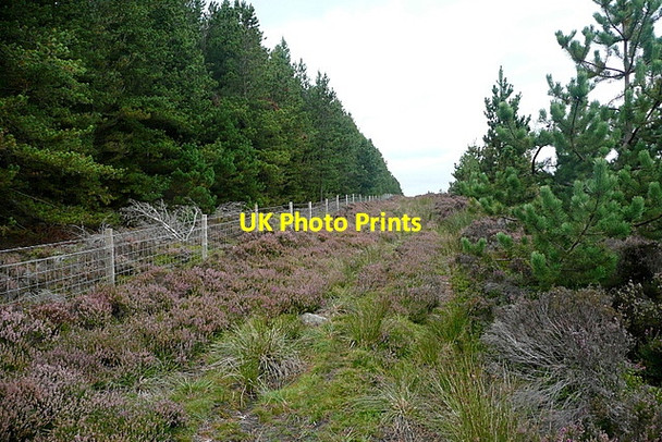 Photo 6"x4" Alongside Wheeldale Plantation Collier Gill c2011